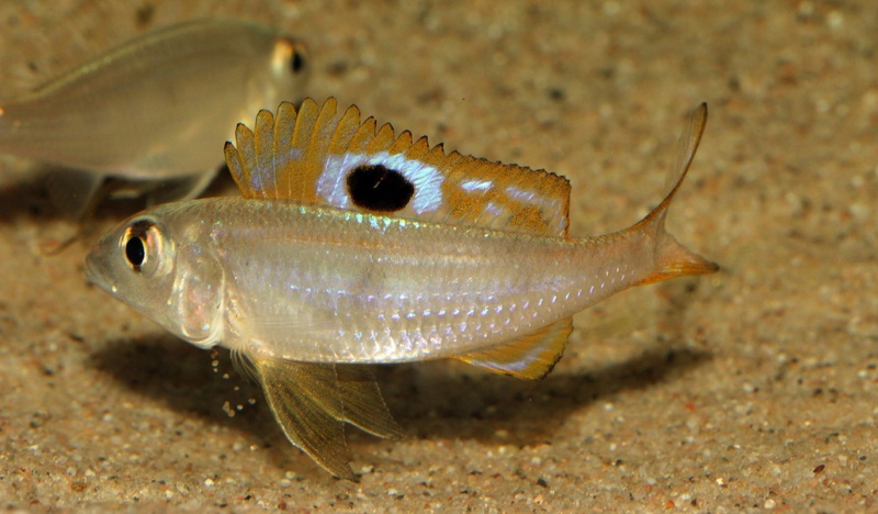 Ectodus descampsii 'Ndole Bay'